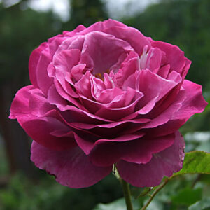 Роза Блю Иден