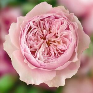 Роза Остин Розалинд