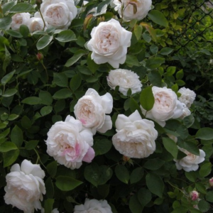 Роза Венчестер Кафедрал