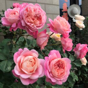 Роза Дрим Лайт (Dream Light)