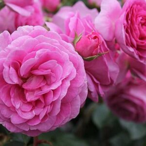 Роза Озеана