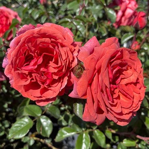 Роза Вондерфул Волд — изображение 3