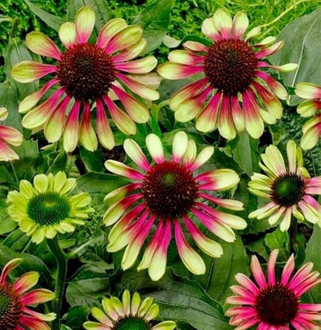 Эхинацея Green Twister 1 шт — изображение 3