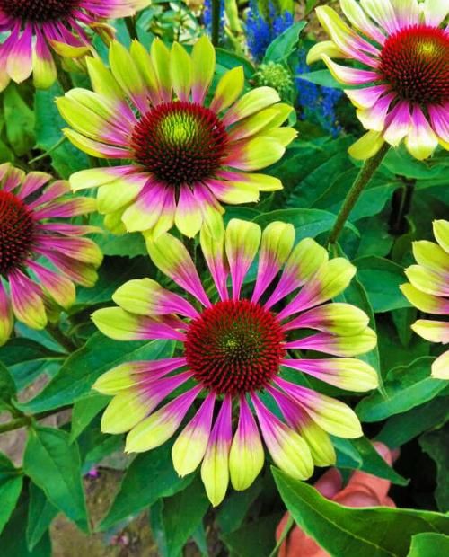 Эхинацея Green Twister 1 шт — изображение 4