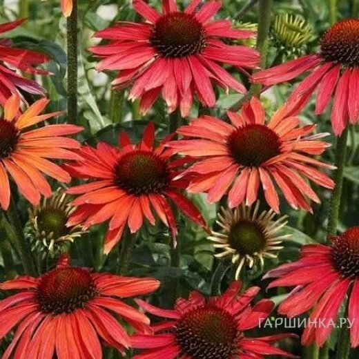 Эхинацея Hot Summer 1 шт — изображение 2