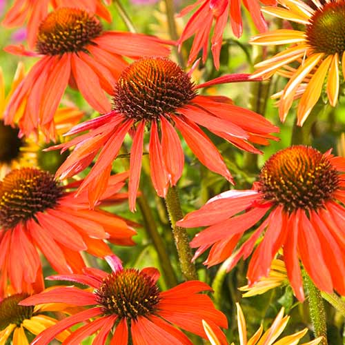 Эхинацея Hot Summer 1 шт — изображение 3