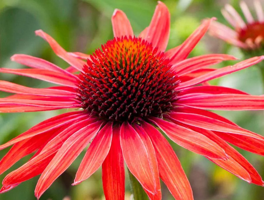 Эхинацея Hot Summer 1 шт