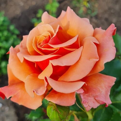 Роза Энн Хэндэрсон — изображение 3