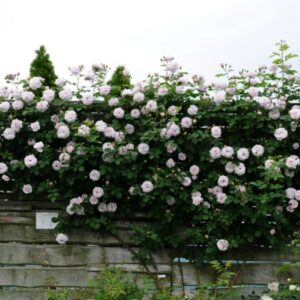 Роза Эш Уэнздей