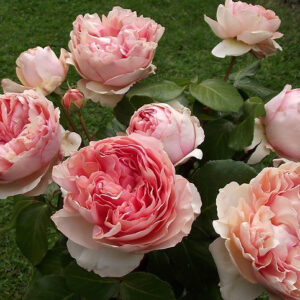 Роза Филинг