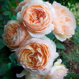 Роза Шарль де Нерво