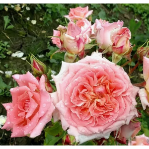 Роза Флёр Ансен