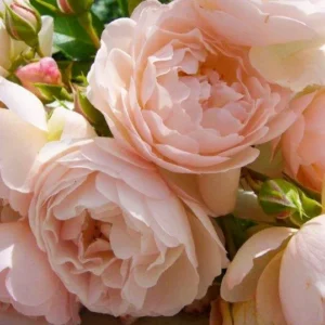 Роза Шанталь Томас