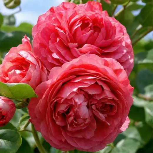 Роза Антик — изображение 3