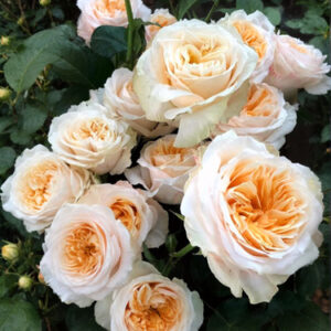 Роза Викториан Пич