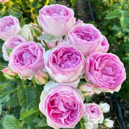 Роза Везалиус