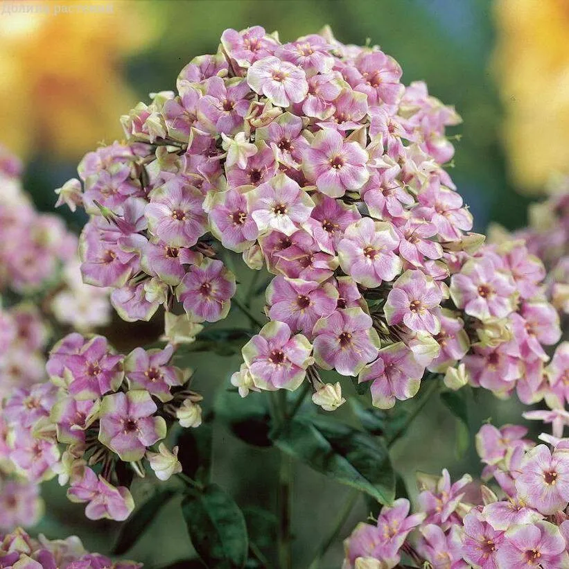 Флокс Starburst 1 шт