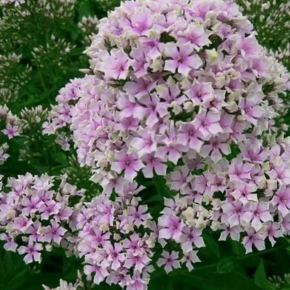 Флокс Starburst 1 шт — изображение 3