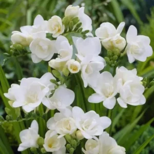 Фрезия Double White 10 шт