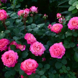 Роза Шато де Вертой