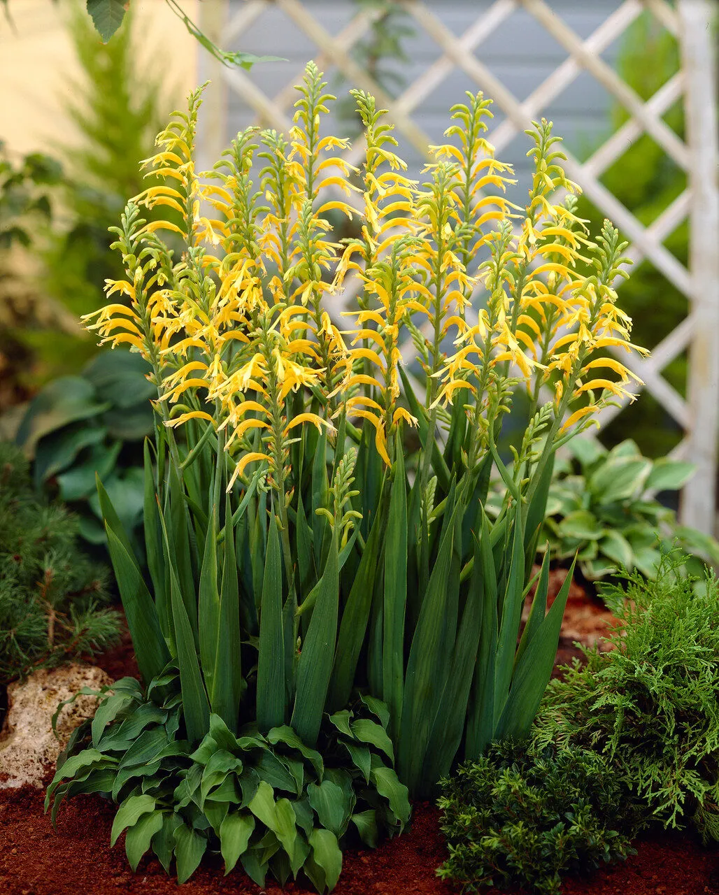 Хазманта Duckittii 1 шт