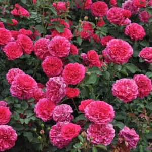 Роза Сэр Джон Бенджамин