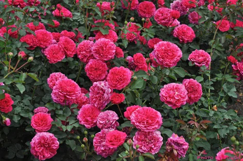 Роза Сэр Джон Бенджамин — изображение 2