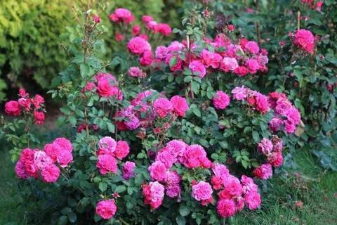 Роза Сангрия