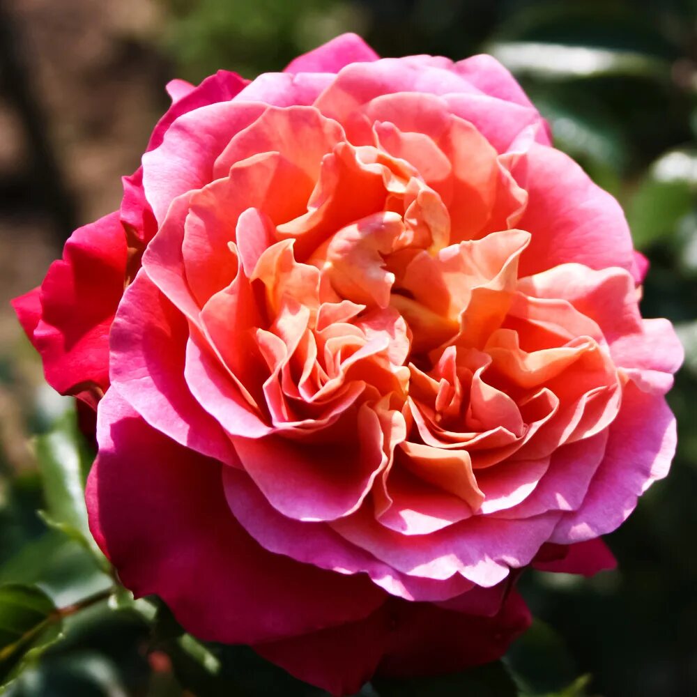 Роза Сурир де Довиль — изображение 2