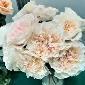 Роза Евгения