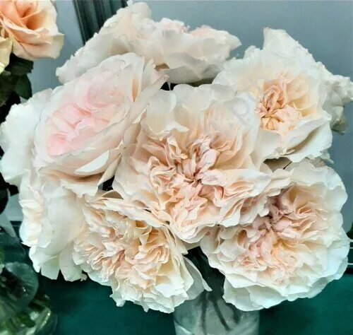 Роза Евгения