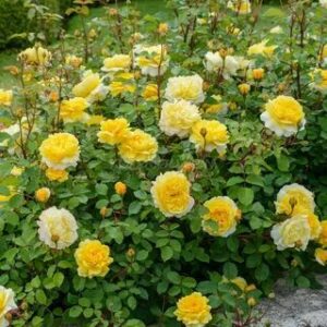 Роза Зе Поэтс Вайф