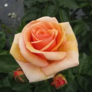 Роза Сёкл оф Лайф