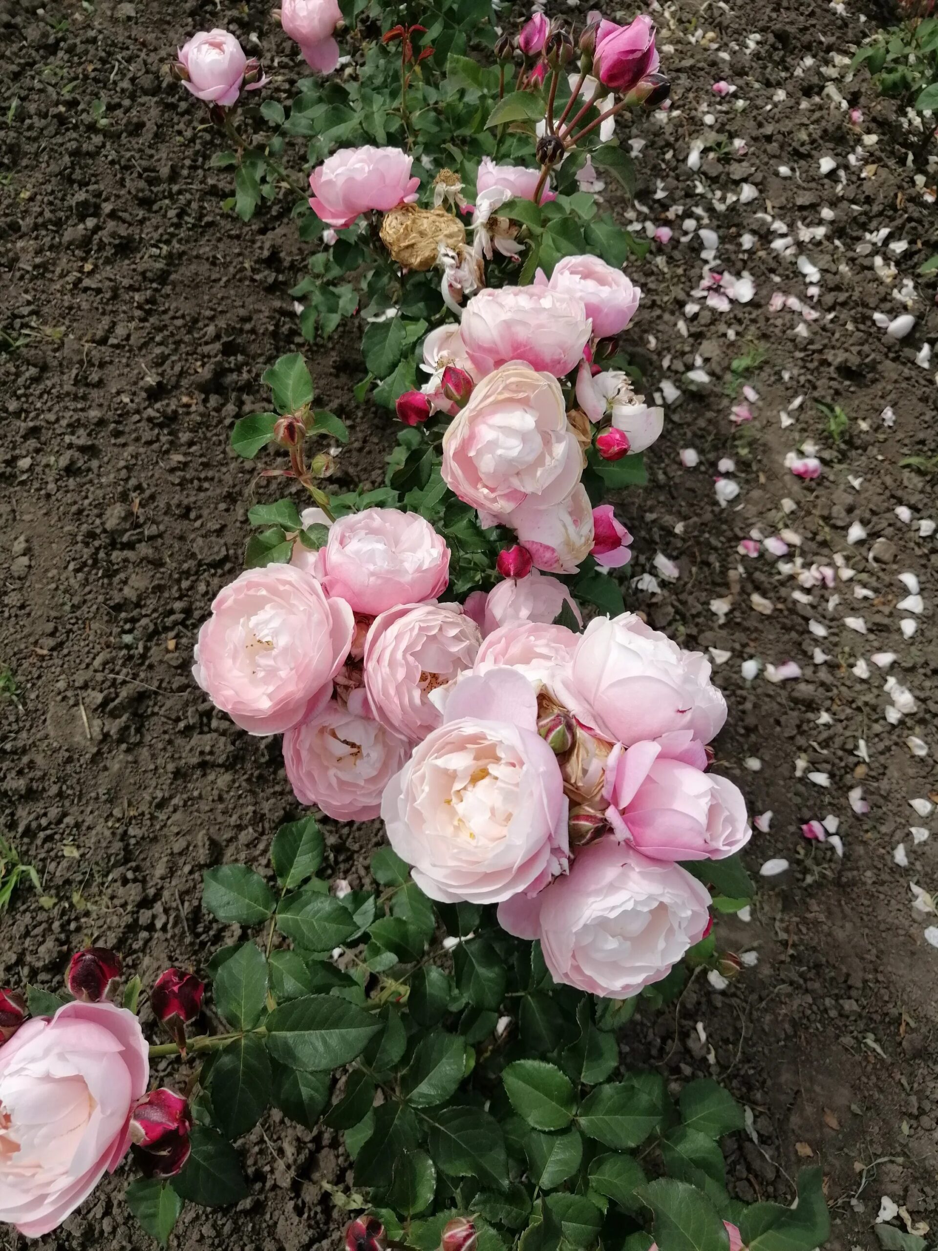 Роза Плум — изображение 2