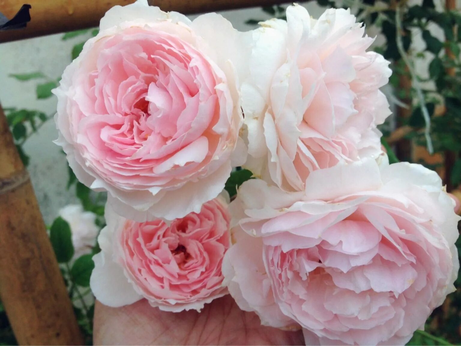 Роза Зе Вэджвуд Роуз