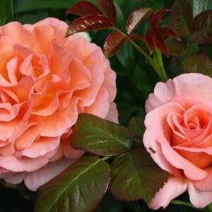 Роза Доктор Джо