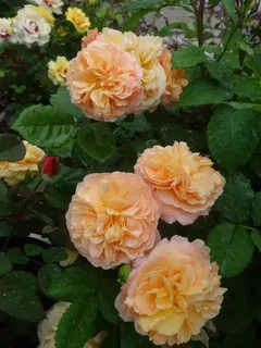 Роза Сувенир д Инфанс — изображение 3