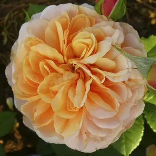 Роза Сувенир д Инфанс