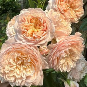 Роза Джинджер Силлабаб