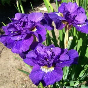 Ирис Double Standard 1 шт