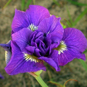 Ирис Double Standard 1 шт