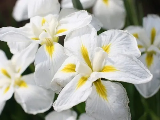 Ирис Gold Bound 1 шт — изображение 2