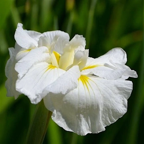 Ирис Gold Bound 1 шт