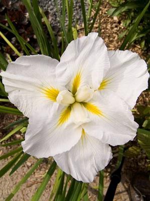 Ирис Gold Bound 1 шт — изображение 4