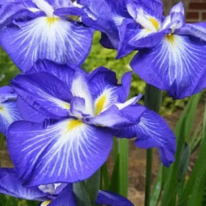 Ирис Gusto 1 шт