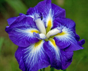 Ирис Gusto 1 шт