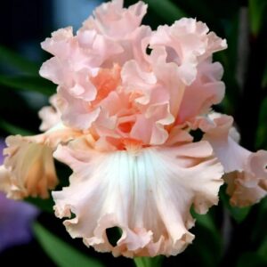 Ирис Paradise 1 шт