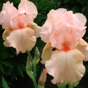 Ирис Pink Tafette 1 шт