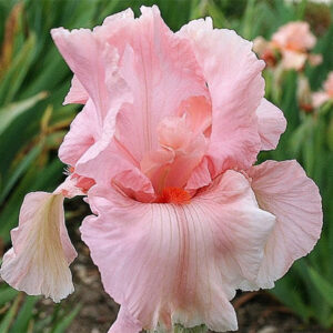 Ирис Pink Tafette 1 шт