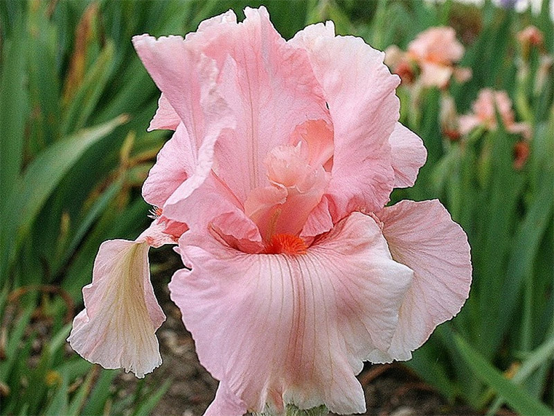 Ирис Pink Tafette 1 шт